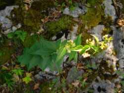 2013-07-13_Regina-F-Rau_Sonnenspitze3 (020).JPG